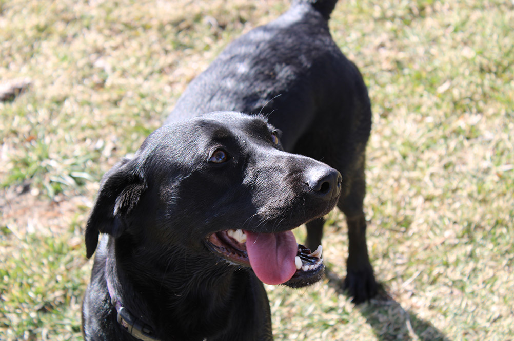 IMG_0375 black lab