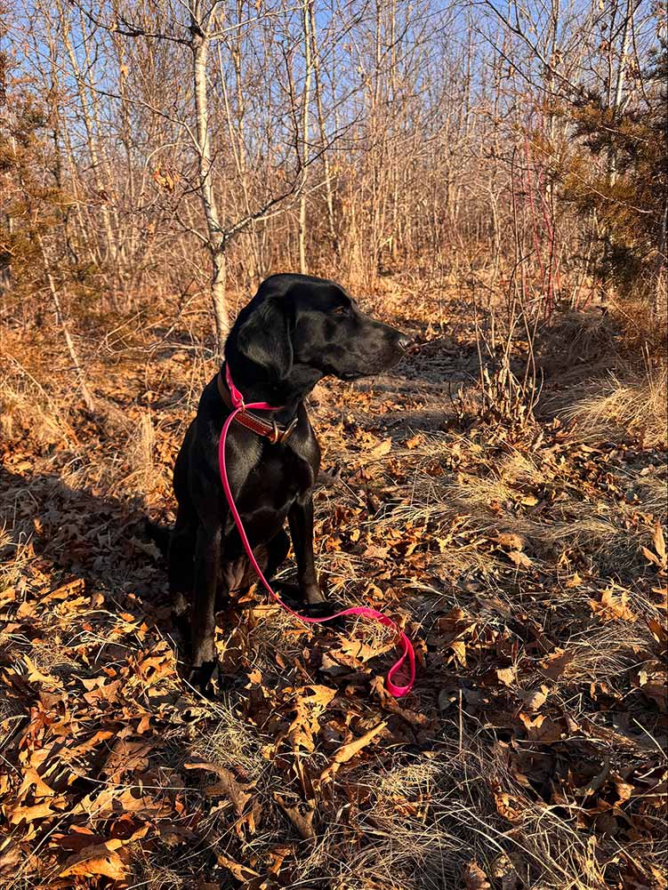 black lab with training leash