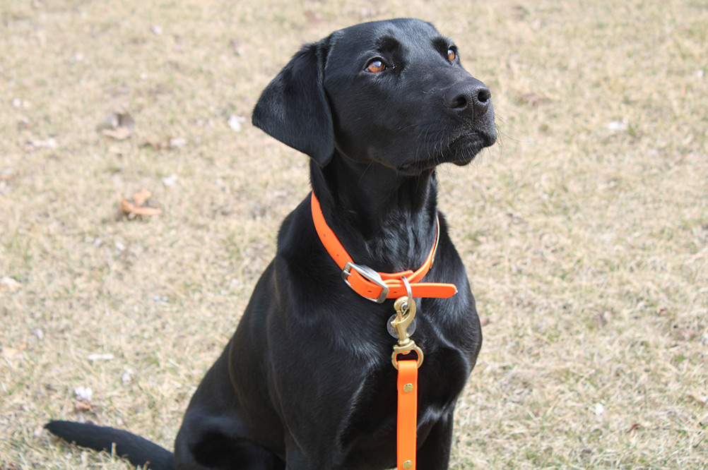 Black lab Black lab