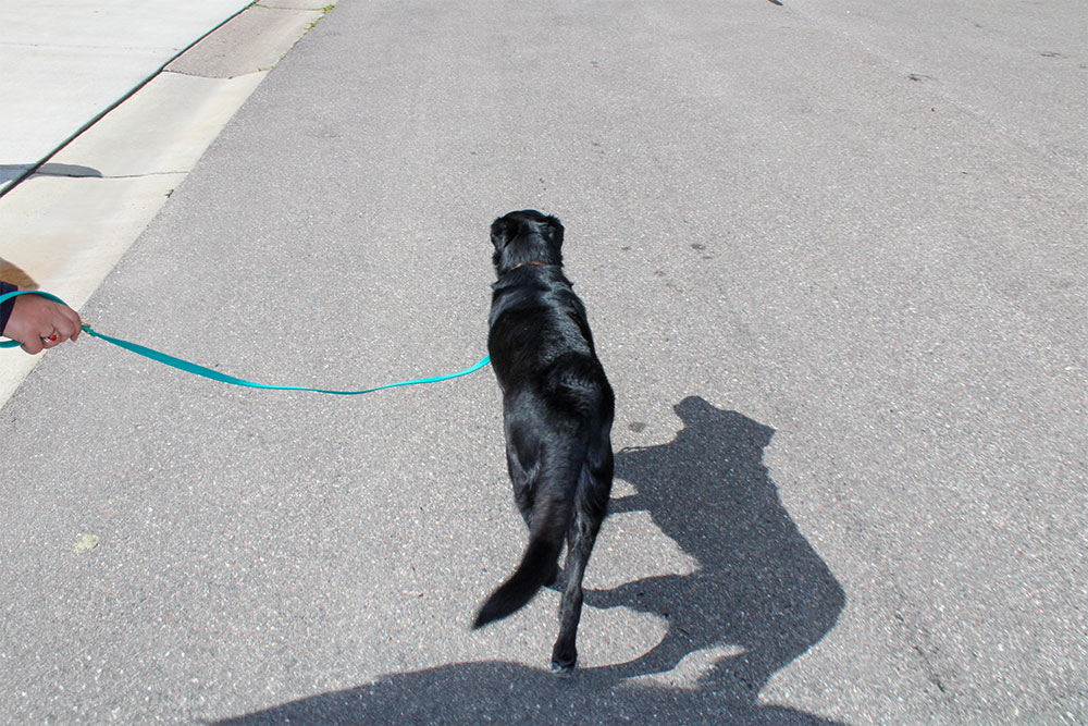 leash master